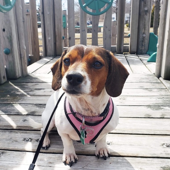 🐾 Welcome To My Closet 🐾 - Picture 6 of 9